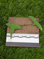 Adenia cordifolia [cutting]