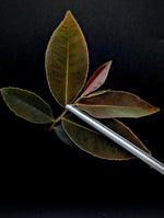 Marcgravia sp el coca, mature [5-leaf cutting]