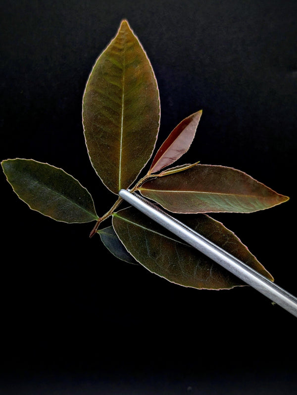 Marcgravia sp el coca, mature [5-leaf cutting]
