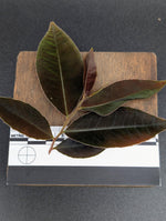 Marcgravia sp el coca, mature [5-leaf cutting]