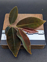 Marcgravia sp el coca, mature [5-leaf cutting]