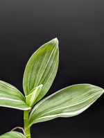 Tradescantia fluminensis cv pinstripe [cutting]