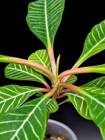 Euphorbia leuconeura, Madagascar Jewel