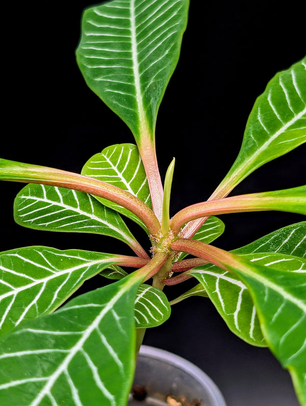 Euphorbia leuconeura, Madagascar Jewel