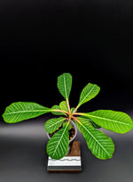 Euphorbia leuconeura, Madagascar Jewel