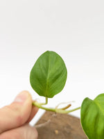 Philodendron sp. Peru [cutting]