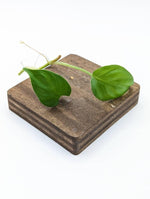 Philodendron sp. Peru [cutting]