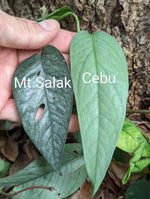 Epipremnum sp. (Mt. Salak locality, Indonesia) [cutting]