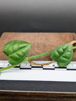 Epipremnum sp. (Mt. Salak locality, Indonesia) [cutting]