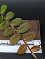 Marcgravia aff coriacea [10-leaf cutting] (coriacae)