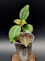 Pachycentria cf. constricta [non-exact]