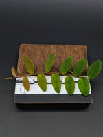 Marcgravia aff coriacea [10-leaf cutting] (coriacae)