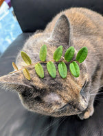 Marcgravia aff coriacea [10-leaf cutting] (coriacae)