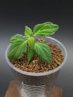 Sonerila sp. holographica [non-exact]