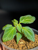 Sonerila sp. holographica [non-exact]