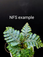 Selaginella sp. borneo blue [cutting]