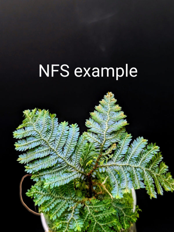 Selaginella sp. borneo blue [cutting]