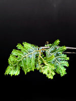 Selaginella sp. borneo blue [cutting]