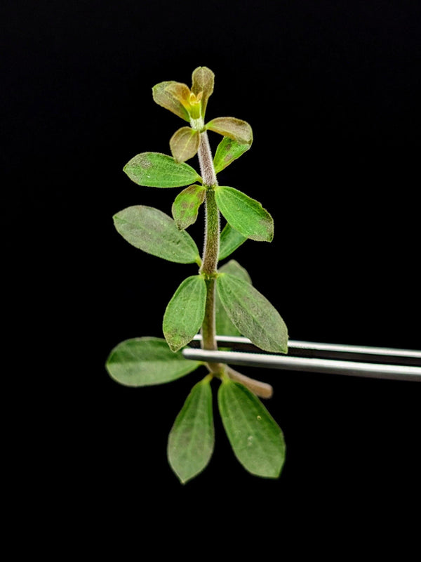 Peperomia sp. (Lost tag) [cutting]