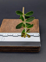 Peperomia sp. (Lost tag) [cutting]