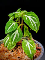 Sonerila cf pulchella [non-exact]