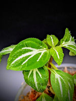 Sonerila cf pulchella [non-exact]