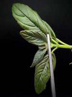Columnea spathulata [cutting]