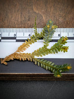 Selaginella sp. Indonesia dark [cutting]