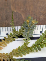 Selaginella sp. Indonesia dark [cutting]