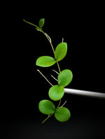 Micrechites serpyllifolius round [cutting]