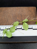 Micrechites serpyllifolius round [cutting]