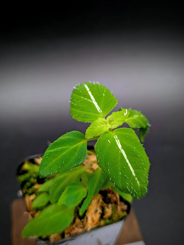 Sonerila sp. holographica stripe [non-exact]