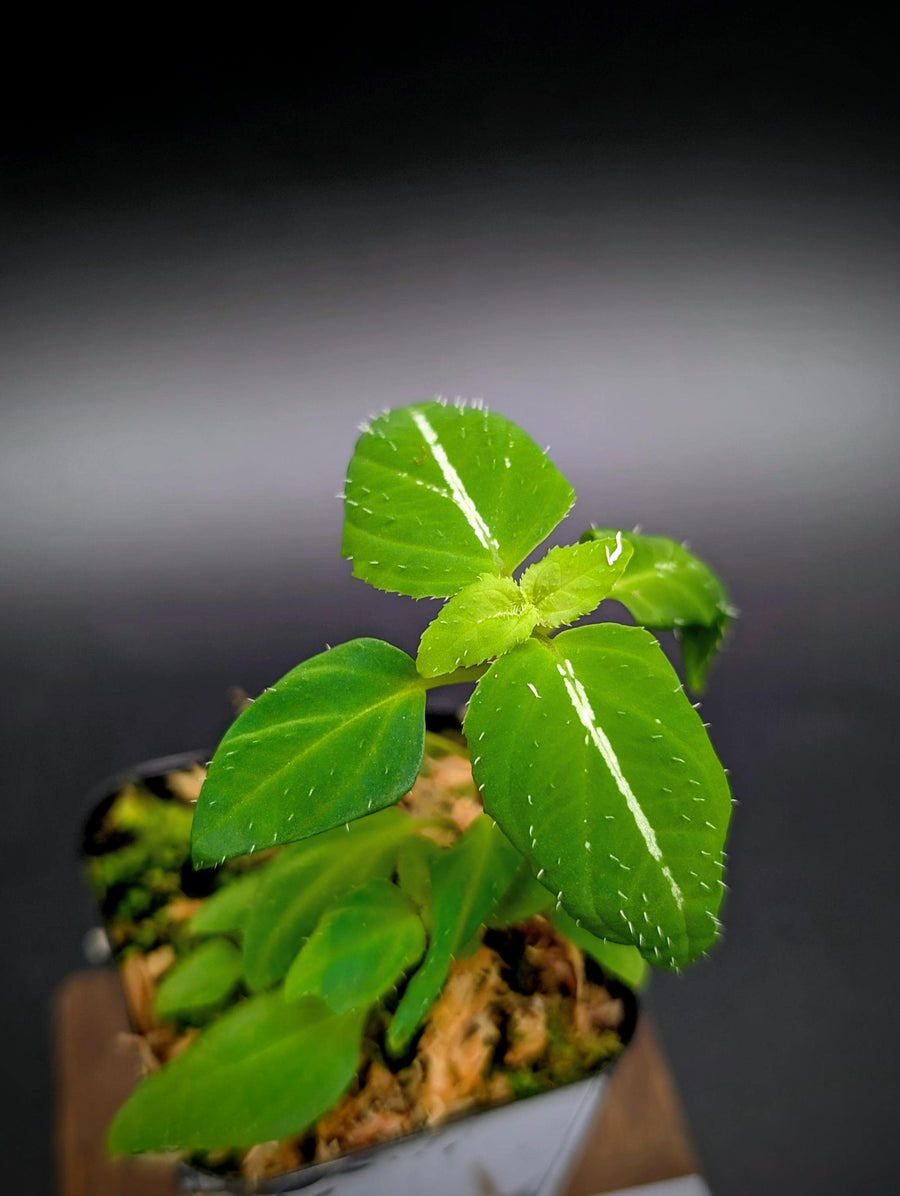 Sonerila sp. holographica stripe [non-exact]