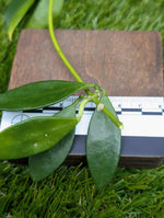 Dischidia cf. acuminata [cutting]
