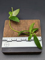 Dischidia cf. acuminata [cutting]