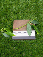 Dischidia cf. acuminata [cutting]