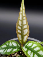 Labisia sp. Papua [non-exact]