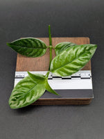 Pilea sp. silver borneo [cutting]