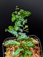 Teratophyllum sp. papua [non-exact]
