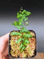 Teratophyllum sp. papua [non-exact]