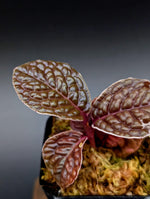 Labisia sp. snakeskin [non-exact]