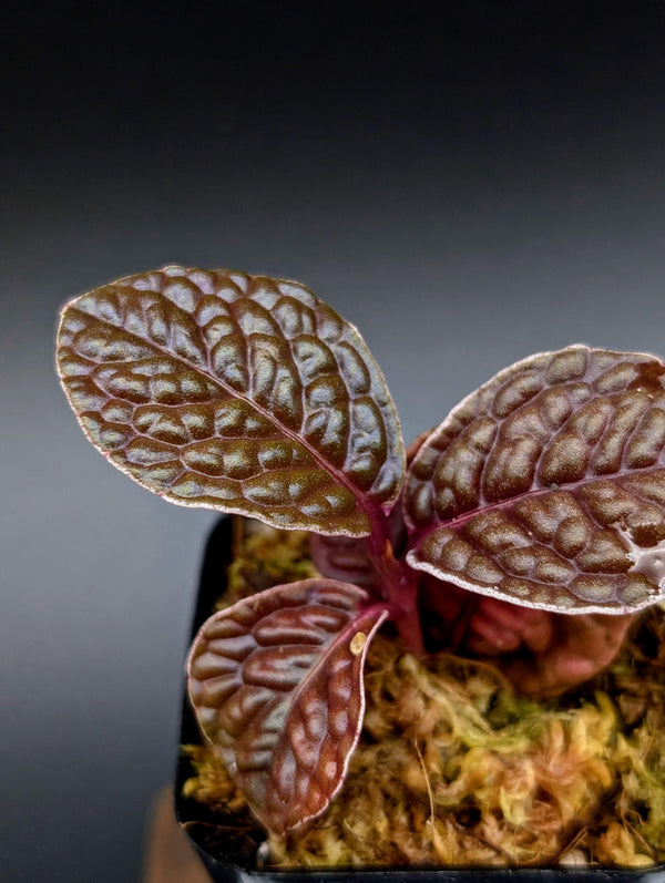 Labisia sp. snakeskin [non-exact]