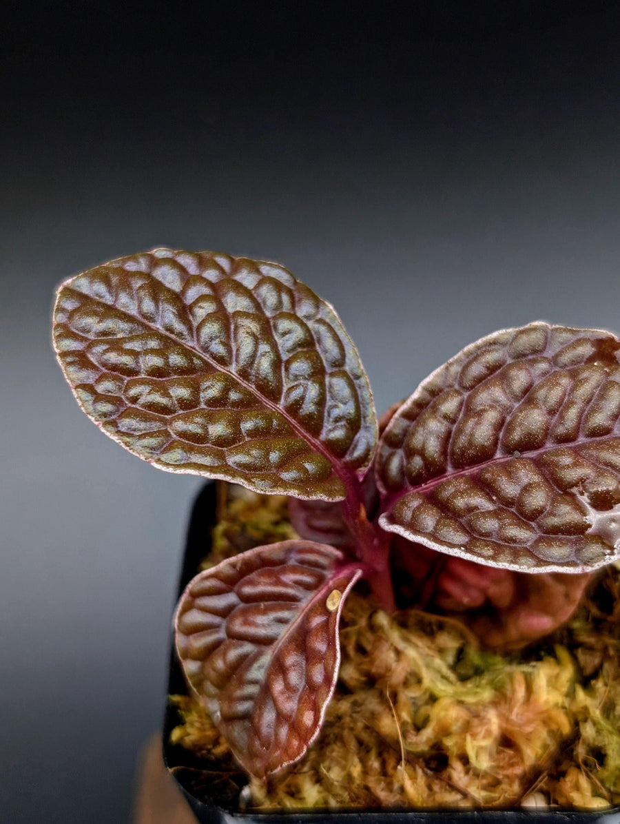 Labisia sp. snakeskin [non-exact]