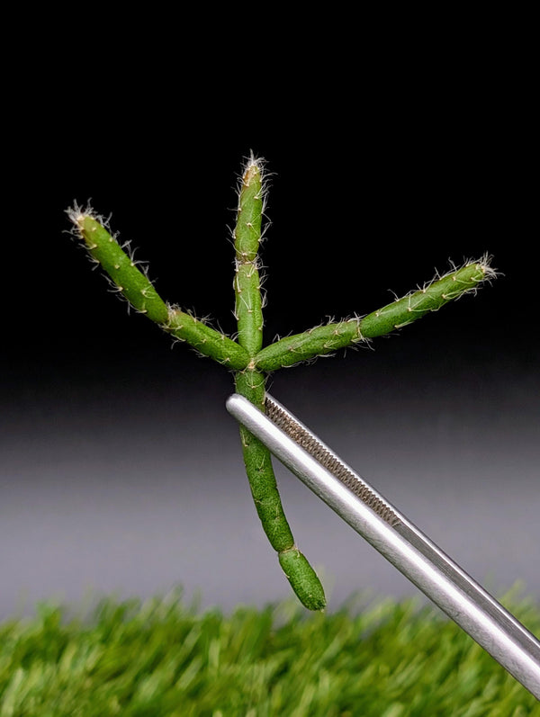 Rhipsalis pilocarpa [cutting]