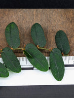 Ficus sp. borneo [cutting]