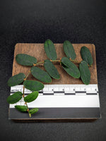 Ficus sp. borneo [cutting]