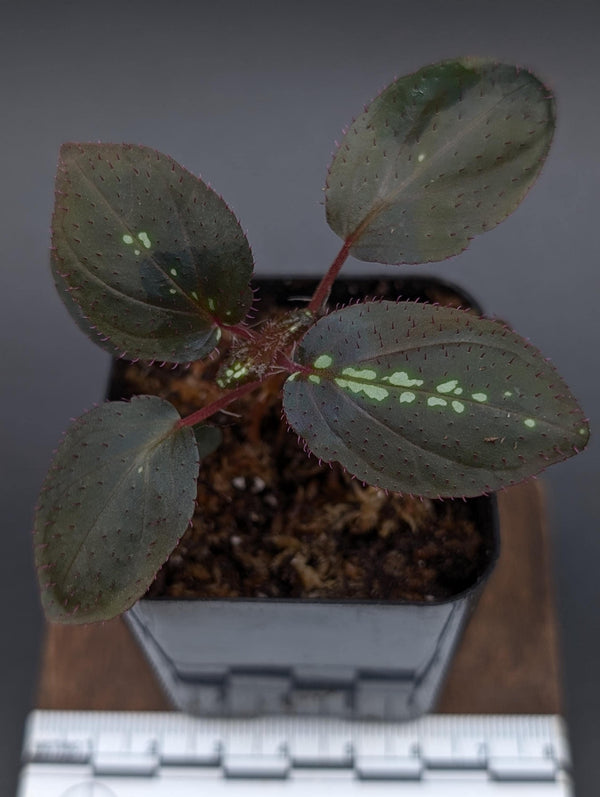 May include: A small potted plant with dark green leaves featuring white spots and red stems. The leaves have a textured surface and a slightly serrated edge. The plant is in a black square pot, with a ruler in the foreground.