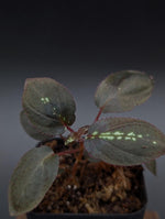 Sonerila sp. trailing [non-exact plant]