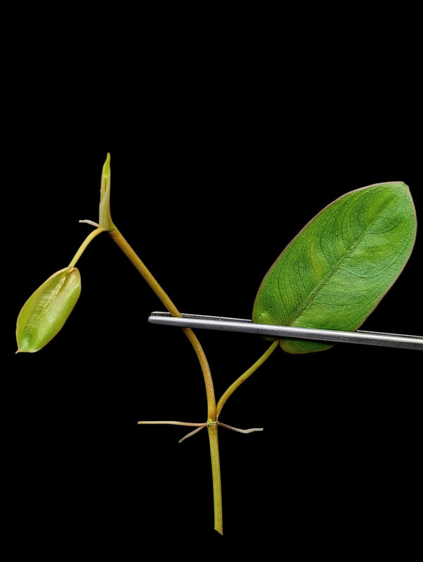 Philodendron recurvifolium [cutting]