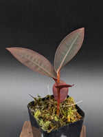 Labisia posthumusiana [non-exact]
